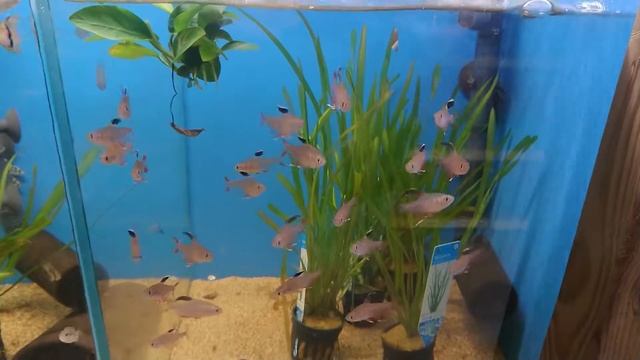 Hyphessobrycon Bentosi #fish #aquarium