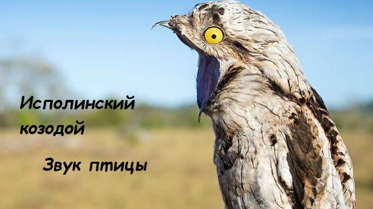 Исполинский козодой.Голос птицы. Звуки природы