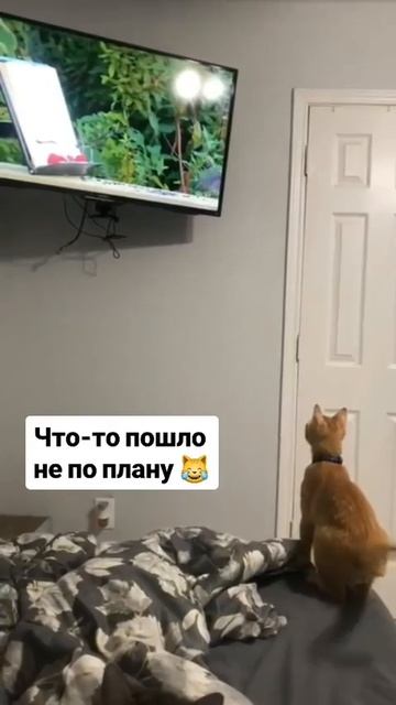 Что-то пошло не по плану 😹