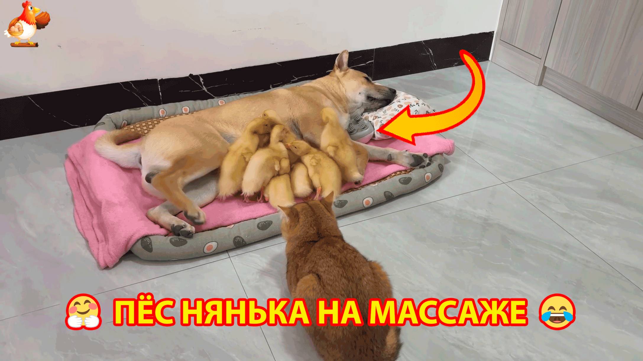 Щенок на массаже нянчится с Утятами под присмотром няни Кошки ❣️🤗😂