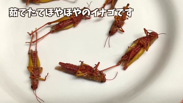 【閲覧注意】イナゴの佃煮　作り方を解説！日本の伝統料理作ってみませんか？