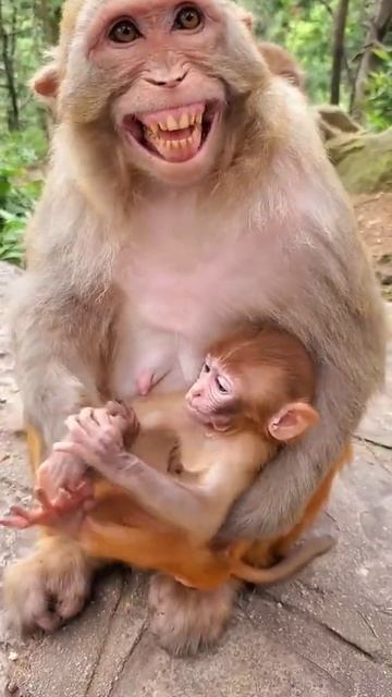 Amazing with monkeys ! #Monkeys , Lovely Little Monkeys and Mom , Monkeys Eating fruit # 96
