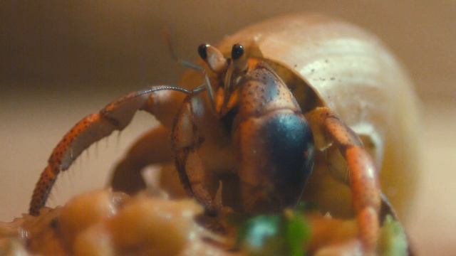 Hermit Crabs Eating! Trying a New food Recipe