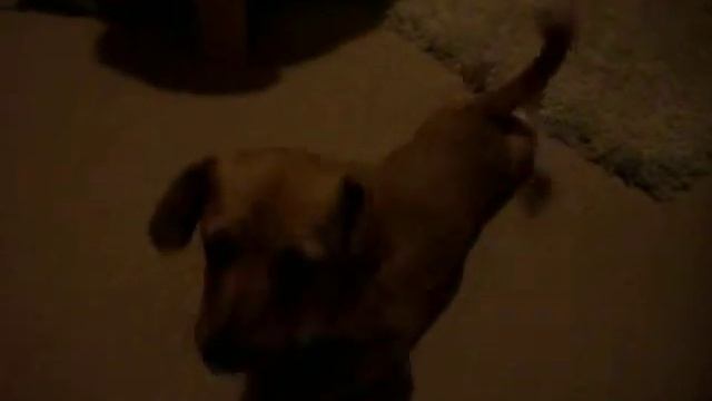 Chien qui rampe.AVI