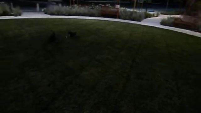 NATURE HEALTH: Ula X Wookie: A dog duel