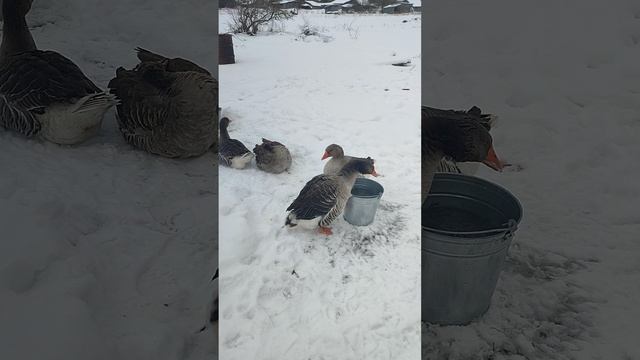 Гуси 🪿 начали нести яйца 🥚 Пришла весна к гусям👍