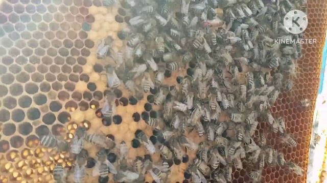 Результат экстремального метода подсиления слабой семьи пчел.