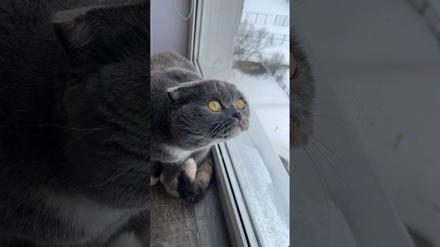 В гостях у пушинки 🐈😻