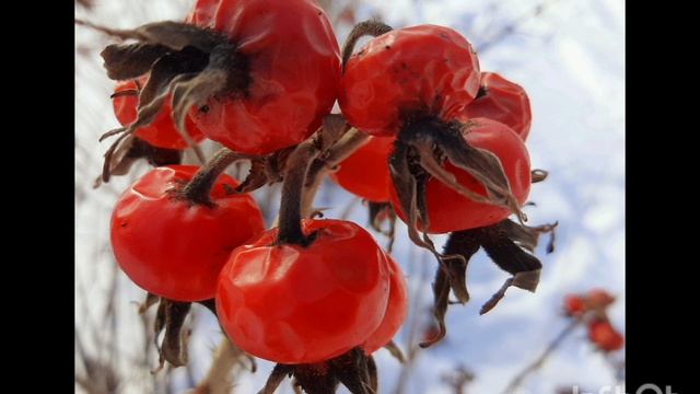 24-02-2025 Февральский шиповник под весенним солнцем.....