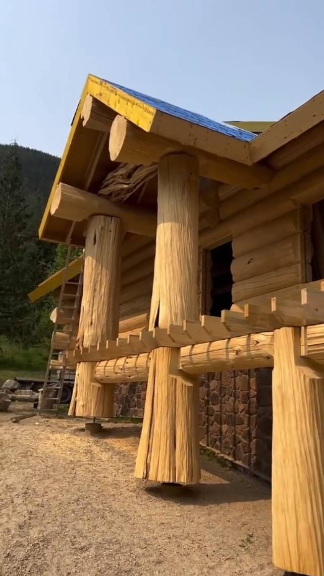 🏡Cевероамериканские деревья для строительства деревянных домов! #shorts #garden #советы