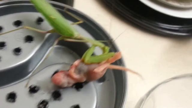 praying mantis vs mouse S.Viridis