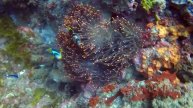 Mabibi Twobar Anemonefish