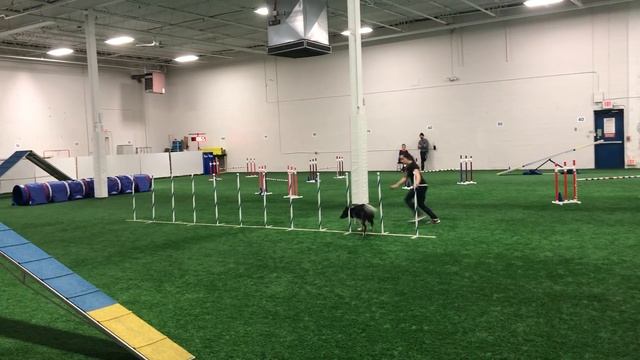 Zip UKI Novice Agility Win #2 Feb 17