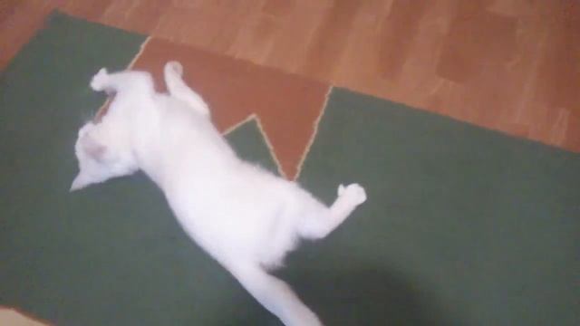котЭ и олиФФко