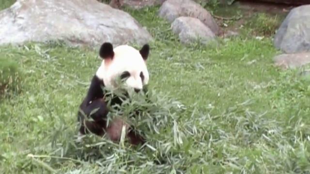 Hippopotamus, Giant Panda, African Rhinoceros and Asian Rhinoceros at the Toronto Zoo, Canada