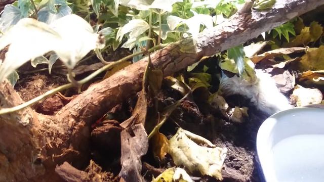 Bitis rhinoceros feeding response
