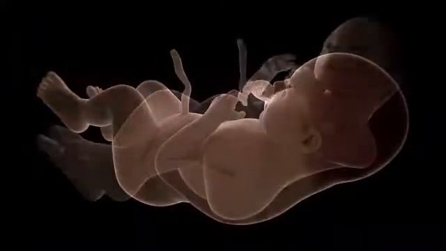 Anatomy 3D models | Science / Medical 3D models | 3ds, max, obj, lwo, c4d