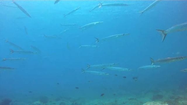 Barracuda! A Hypnotizing Experience. Lanzarote Diving Blog