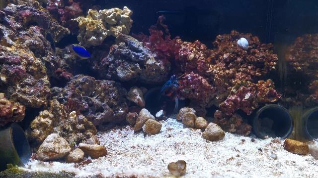 Peacock Mantis Shrimp Feeding Time! (4K)