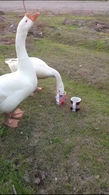 Наши гуси )))