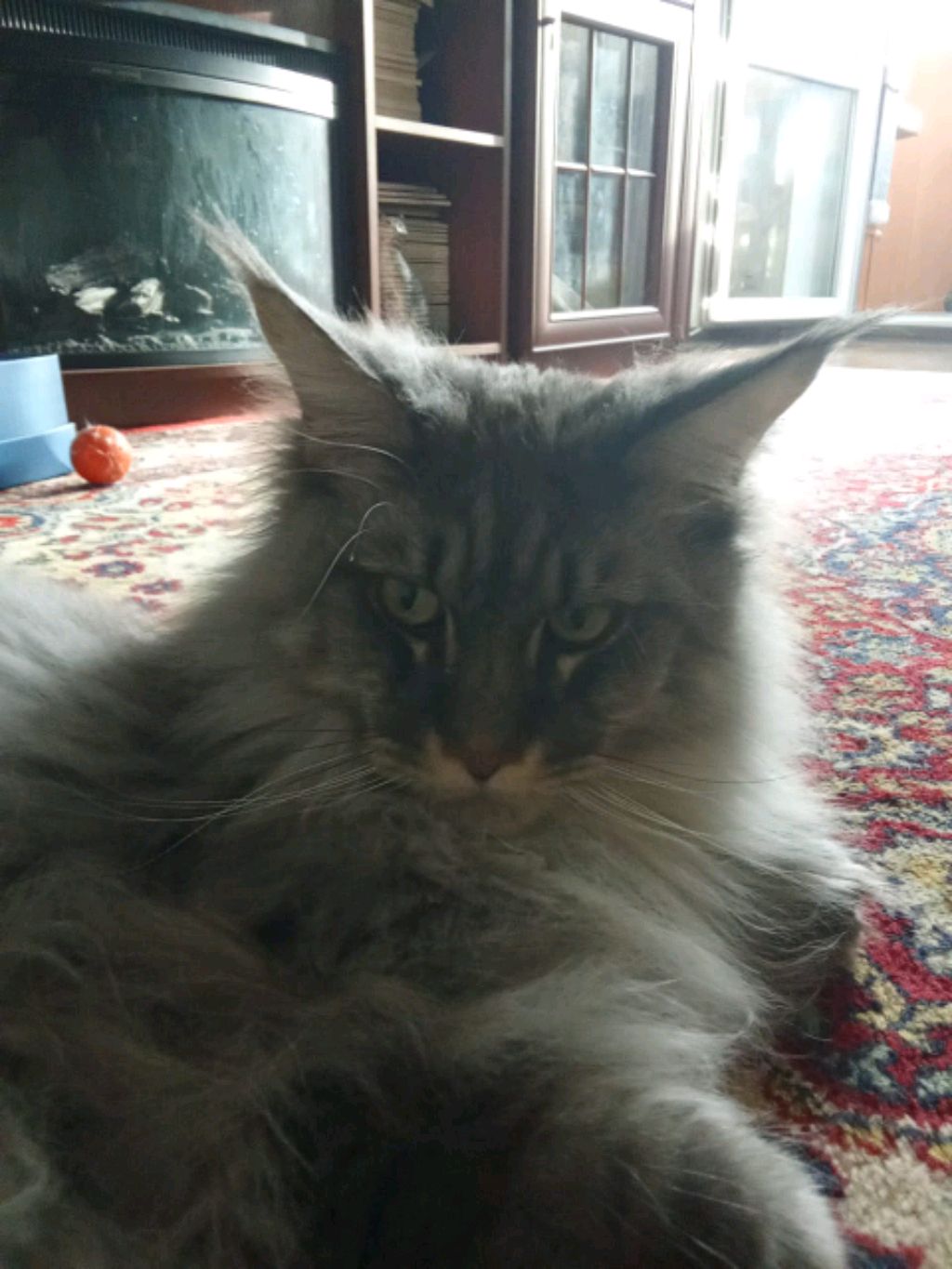 это моей бабушки кот