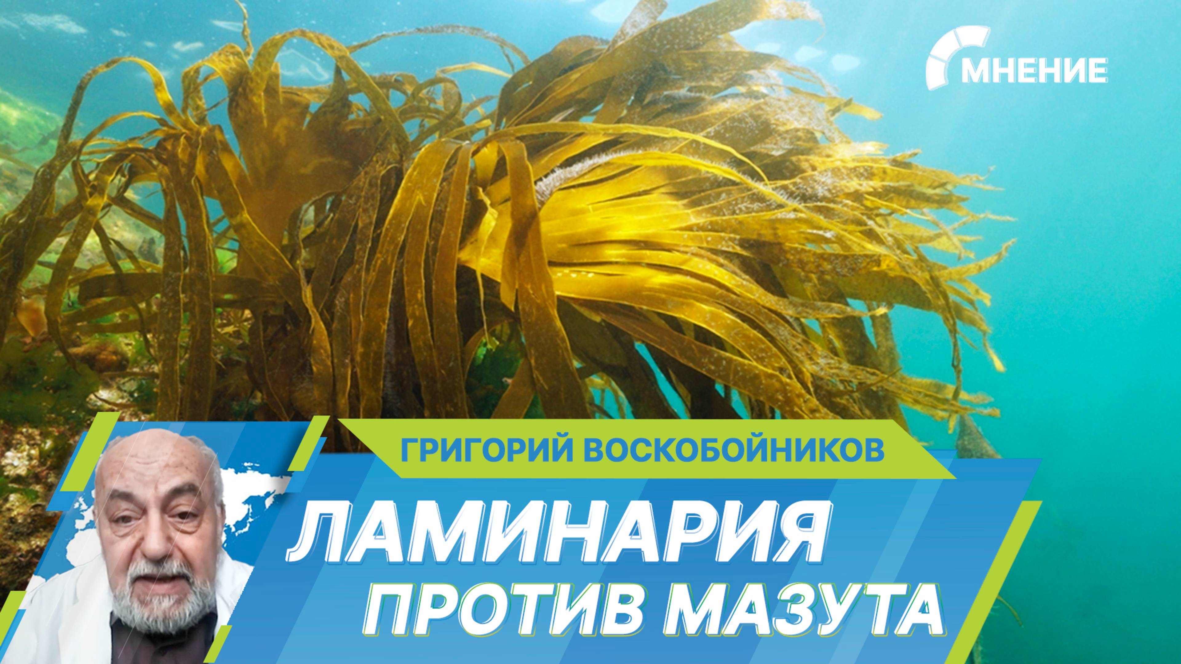 Как бурая водоросль и бактерии помогают в очистке Черного моря от мазута?