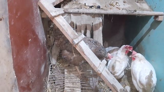 Курочки-новое пополнение....