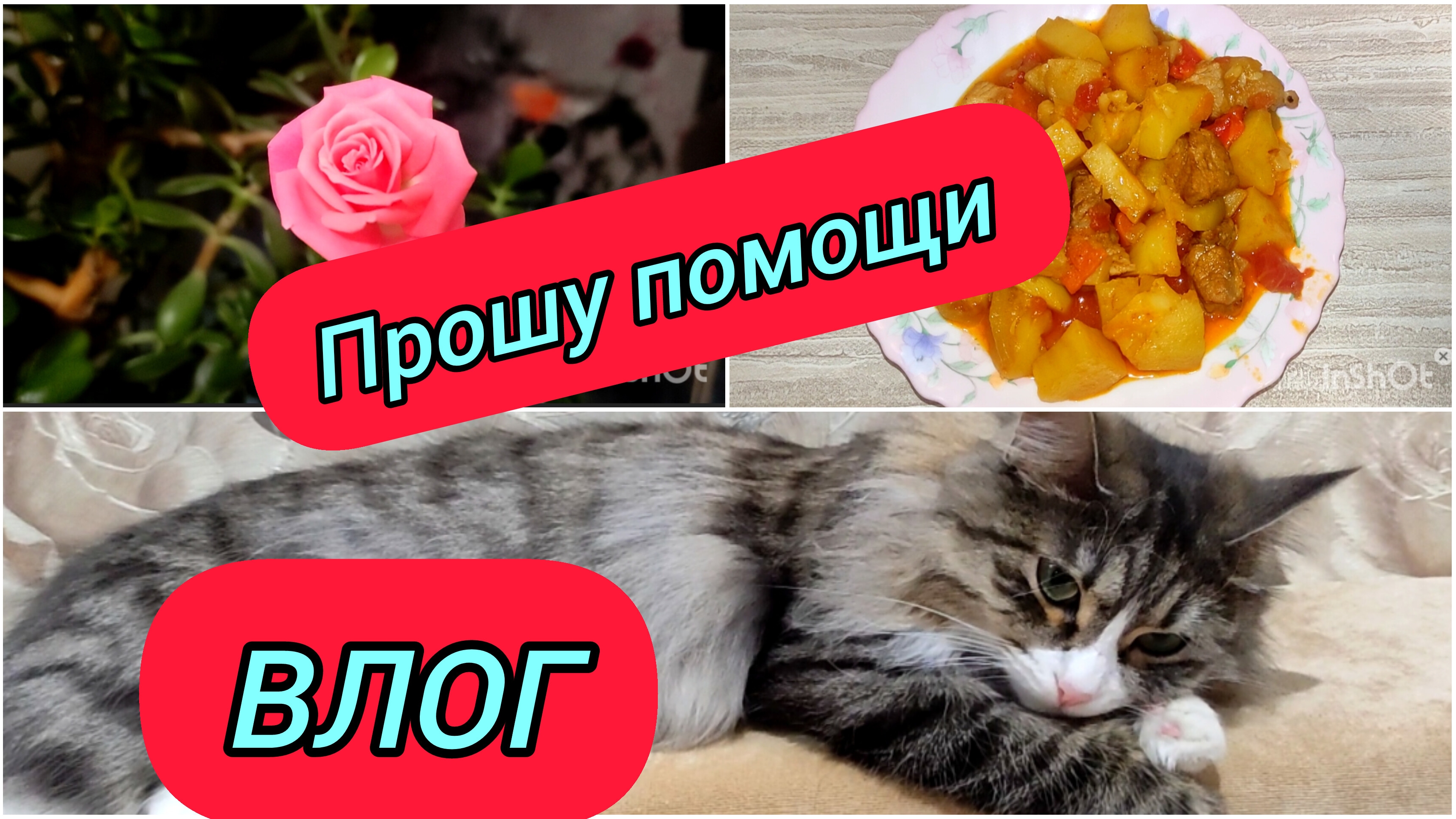 ВЛОГ / ПРОСЬБА О ПОМОЩИ