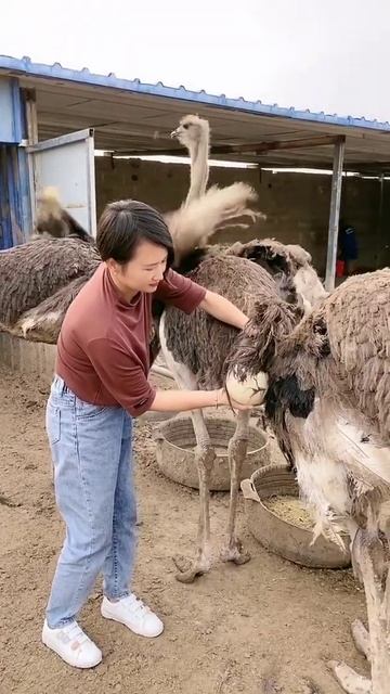 Wow Ostrich Farm ! I'm Happy Working at Ostriches farm #Feedingostriches #ostrich #short36