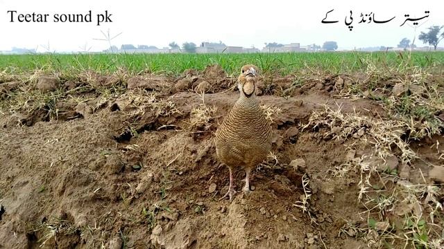 Teetar ki awaz | teetar sound | teetar | female teetar voice | gray francolin teetar sound