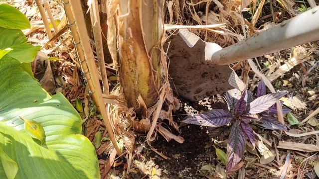 Musa Basjoo (The Hardy Banana) Tips for growing, overwintering and pup separation!