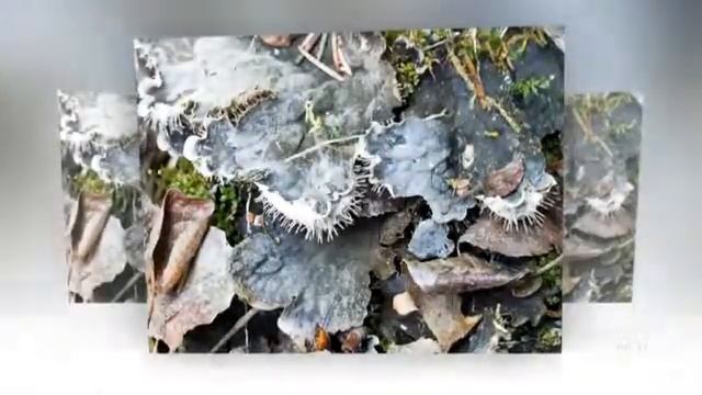 Peltigera membranacea - fungi kingdom