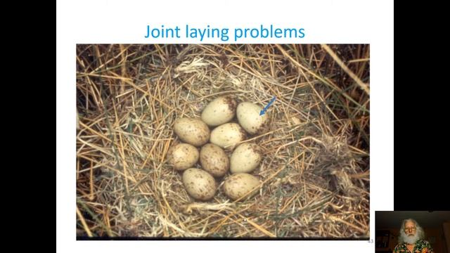 Online Lecture - Cooperative breeders are not always cooperative (Dr. Jim Quinn) - Part 2