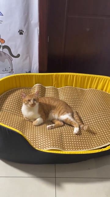 Oversized sofa cat litter orange cat daily Chinese pastoral cat gathering bar light cooperat