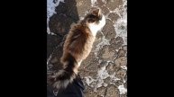 Кошачья "банда".