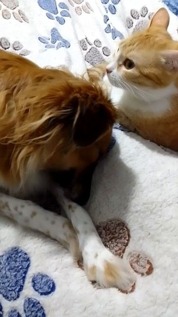 У Златы и Джульетты особые отношения 🥰🐕🐈💖