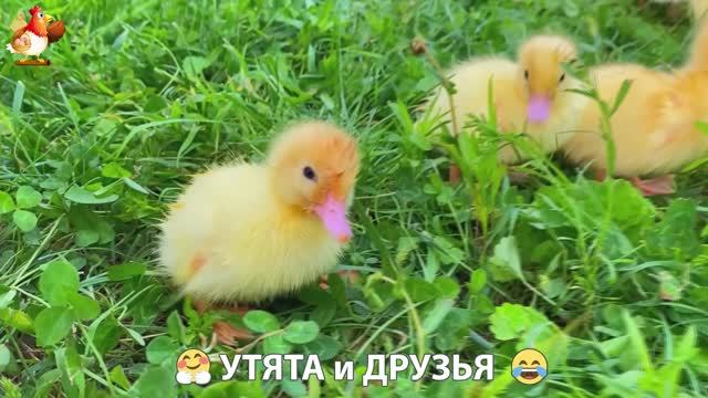 Утята с друзьями – мир нежных эмоций 🤗 эпизод (12)