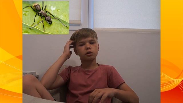 Содержание муравьёв вида Diacamma Rugosum