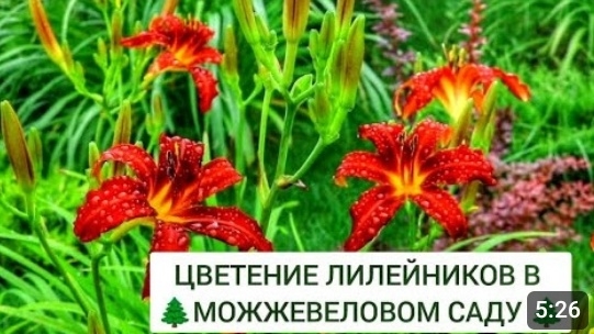 ЦВЕТЕНИЕ ЛИЛЕЙНИКОВ В 🌲МОЖЖЕВЕЛОВОМ САДУ🌲. 5.07.2024г. БЕЛАРУСЬ, ГОМЕЛЬСКАЯ ОБЛАСТЬ