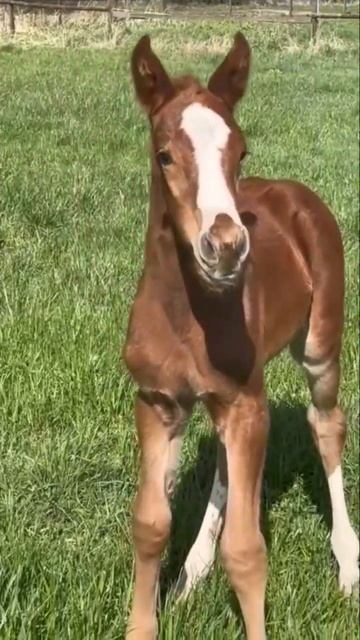 cute horse wildlife #horse #subscribe #viral #shorts