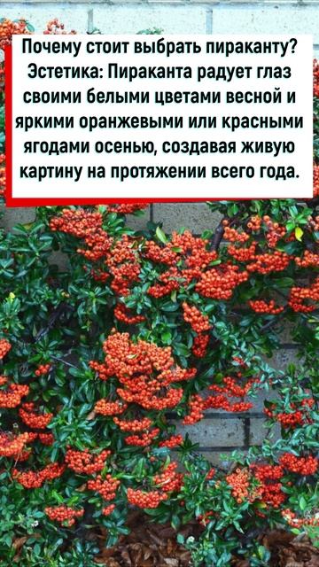 🌿 Пираканта: Яркое украшение вашего сада! 🌿