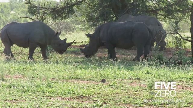 Wild Black Rhino vs White Rhino