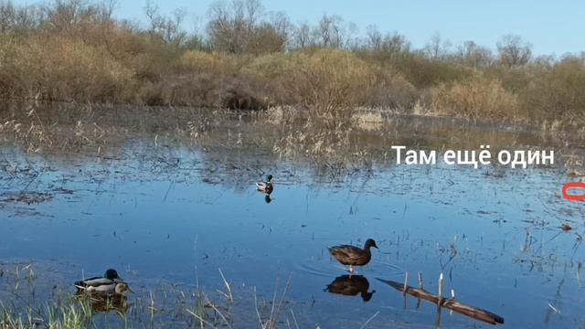 Чекиска попала в окружение . Охота с подсадной уткой.