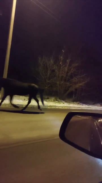 🐎В подмосковном Жуковском едва не произошло ДТП с участием лошадей🐎