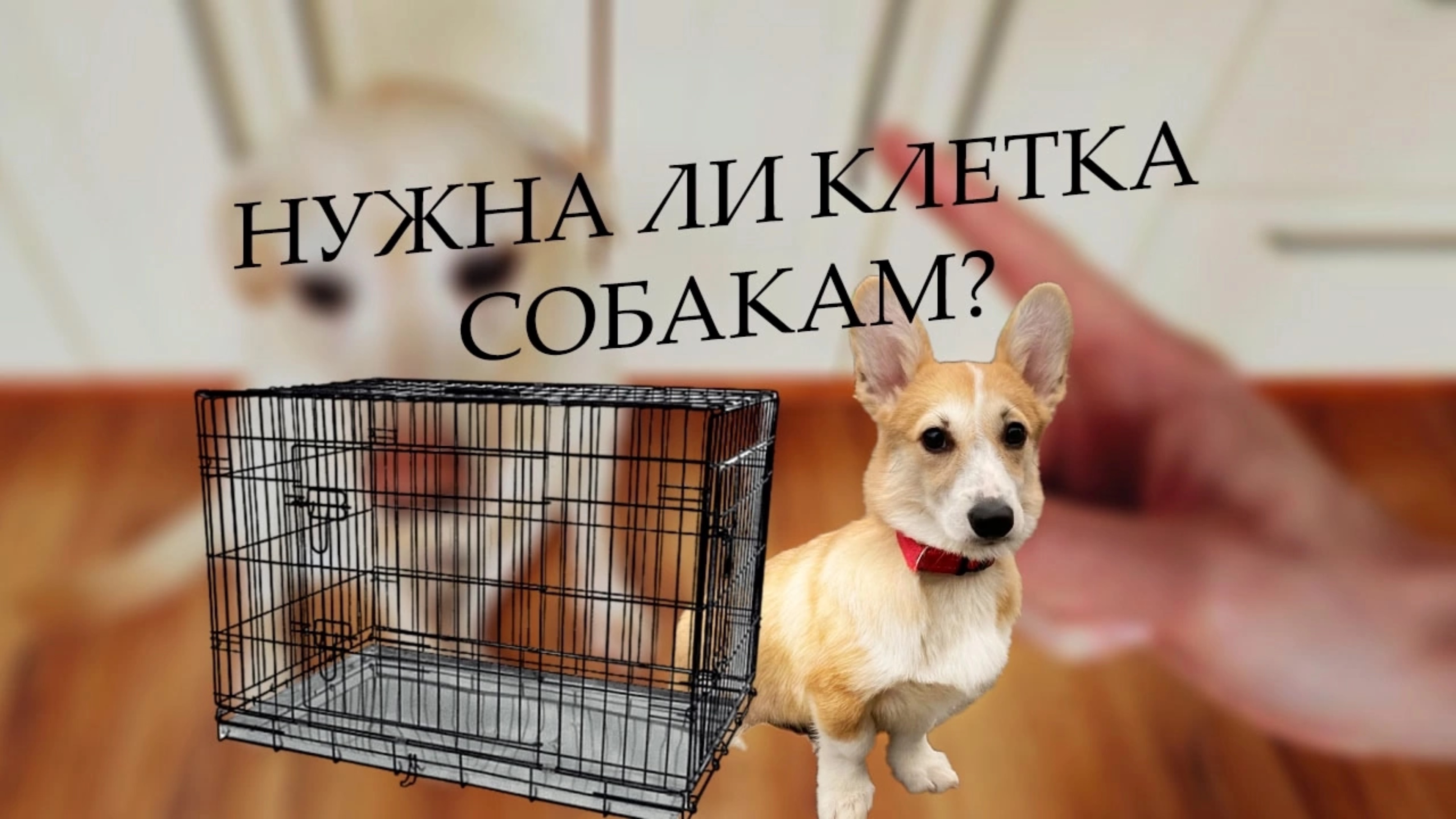 Нужна ли клетка собакам?