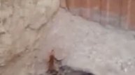 Abispa mata arañas
