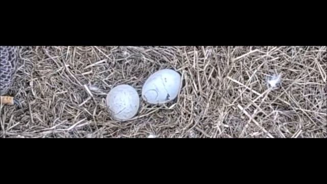 Berry College Eagles:  Hatch Progression - Crack in Egg