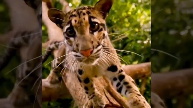 Clouded leopard // Majjari Siva