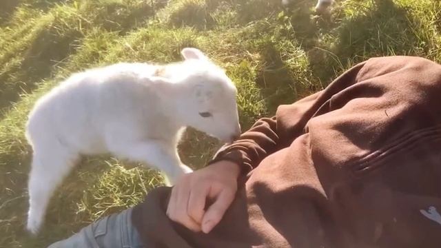 Дикие животные, которые удивят вас своей добротой! 🐾 Невероятные моменты дружбы с природой 🌿