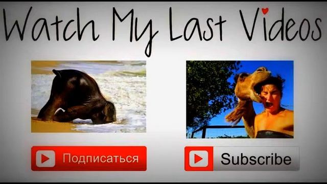Прикол про животных!